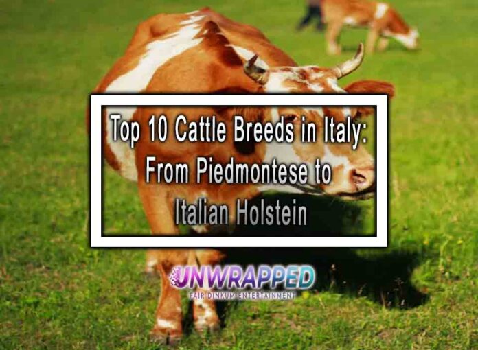 Top 10 Cattle Breeds in Italy From Piedmontese to Italian Holstein Top 10 Cattle Breeds in Italy: From Piedmontese to Italian Holstein