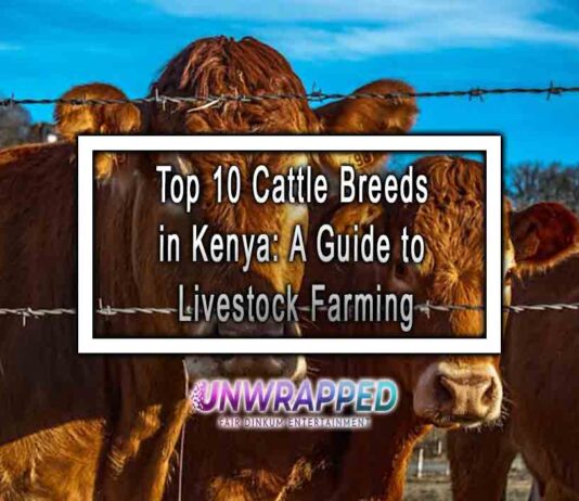 Top 10 Cattle Breeds in Kenya: A Guide to Livestock Farming