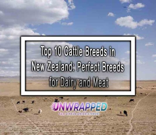 Top 10 Cattle Breeds in New Zealand: Perfect Breeds for Dairy and Meat