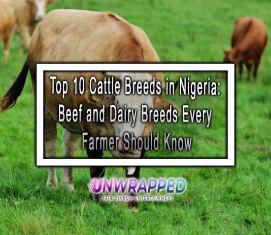 Top 10 Cattle Breeds in Nigeria: Beef and Dairy Breeds Every Farmer Should Know