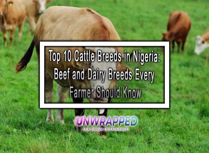 Top 10 Cattle Breeds in Nigeria: Beef and Dairy Breeds Every Farmer Should Know