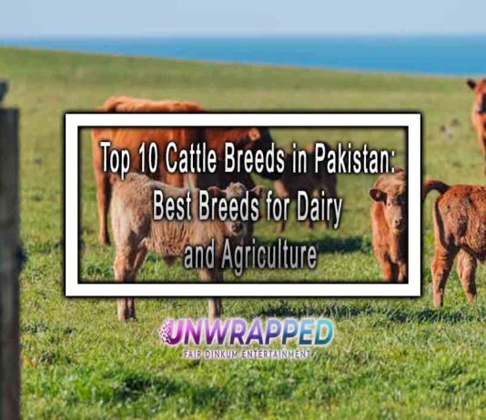 Top 10 Cattle Breeds in Pakistan: Best Breeds for Dairy and Agriculture