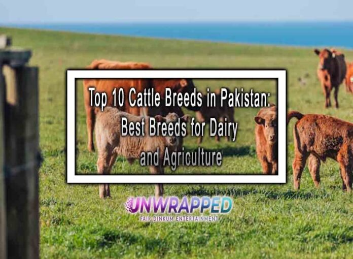 Top 10 Cattle Breeds in Pakistan: Best Breeds for Dairy and Agriculture