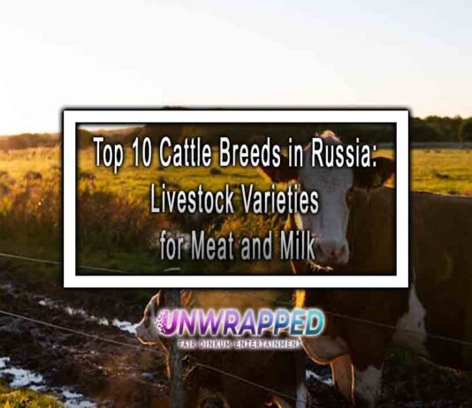Top 10 Cattle Breeds in Russia: Livestock Varieties for Meat and Milk