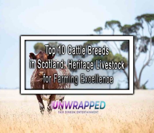 Top 10 Cattle Breeds in Scotland: Heritage Livestock for Farming Excellence