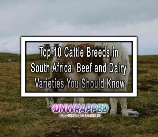 Top 10 Cattle Breeds in South Africa: Beef and Dairy Varieties You Should Know
