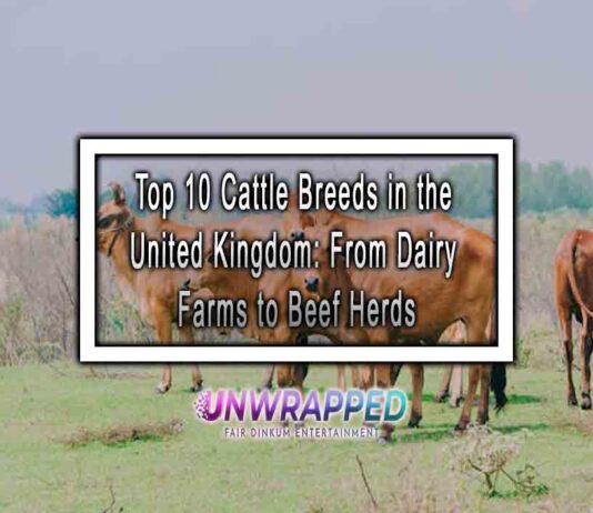 Top 10 Cattle Breeds in the United Kingdom: From Dairy Farms to Beef Herds