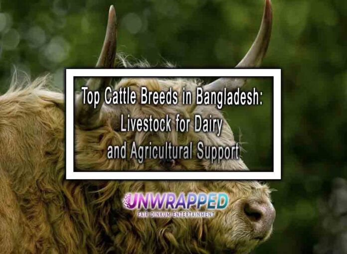 Top Cattle Breeds in Bangladesh: Livestock for Dairy and Agricultural Support