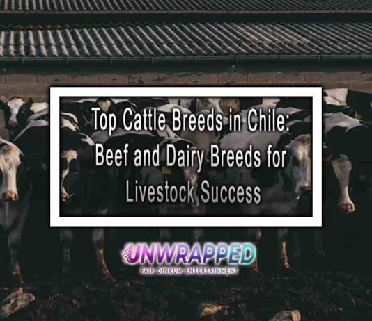 Top Cattle Breeds in Chile: Beef and Dairy Breeds for Livestock Success