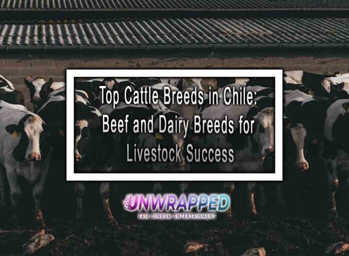 Top Cattle Breeds in Chile: Beef and Dairy Breeds for Livestock Success