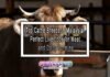 Top Cattle Breeds in Malaysia: Perfect Livestock for Meat and Dairy Farming