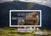 Top Cattle Breeds in Saudi Arabia: Livestock Adapted to Harsh Climates Top Cattle Breeds in Saudi Arabia: Livestock Adapted to Harsh Climates