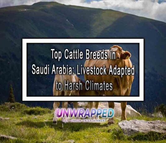 Top Cattle Breeds in Saudi Arabia: Livestock Adapted to Harsh Climates
