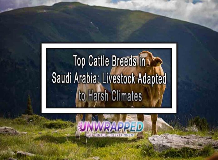 Top Cattle Breeds in Saudi Arabia Livestock Adapted to Harsh Climates Top Cattle Breeds in Saudi Arabia: Livestock Adapted to Harsh Climates