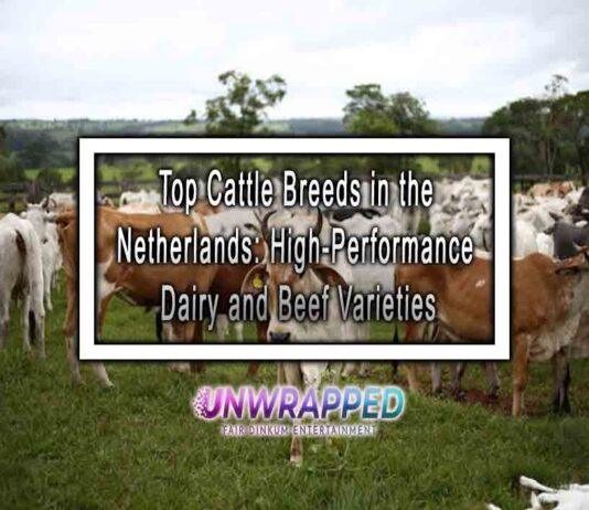 Top Cattle Breeds in the Netherlands: High-Performance Dairy and Beef Varieties