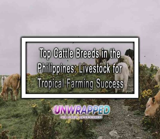 Top Cattle Breeds in the Philippines: Livestock for Tropical Farming Success