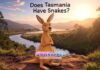 Does Tasmania Have Snakes? Does Tasmania Have Snakes?