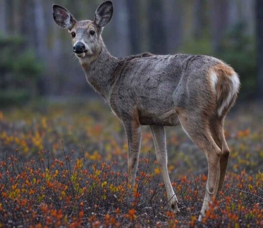 Global Impact of Chronic Wasting Disease CWD: Symptoms, Spread, and Control