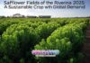 Safflower Fields of the Riverina 2025: A Sustainable Crop with Global Demand Safflower Fields of the Riverina 2025: A Sustainable Crop with Global Demand