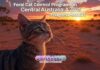 Feral Cat Control Programs in Central Australia: A 2025 Progress Report