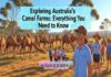 Exploring Australia’s Camel Farms: Everything You Need to Know Exploring Australia’s Camel Farms: Everything You Need to Know