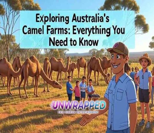 Exploring Australia’s Camel Farms: Everything You Need to Know Exploring Australia’s Camel Farms: Everything You Need to Know