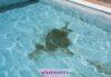 Pool cleaning: How it can transform your backyard experience
