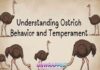 Understanding Ostrich Behavior and Temperament