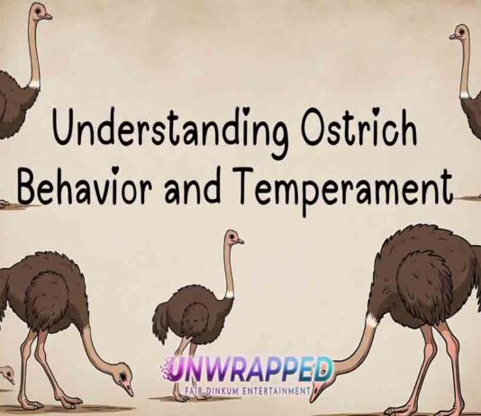 Understanding Ostrich Behavior and Temperament