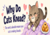 Why Do Cats Knead? The Weird, Adorable Reason Your Cat Is “Making Biscuits Why Do Cats Knead? The Weird, Adorable Reason Your Cat Is “Making Biscuits