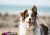 Pet Quarantine in Australia