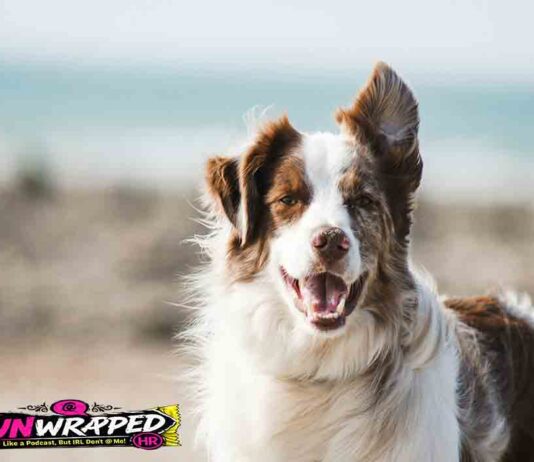 Pet Quarantine in Australia