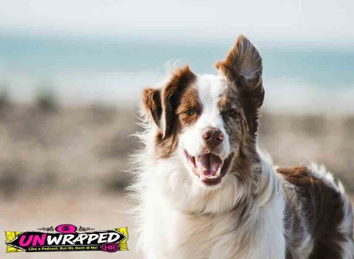 Pet Quarantine in Australia